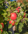 Pink Lady Apple Tree