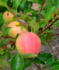 Pink Lady Apple Tree