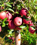 Pink Lady Apple Tree