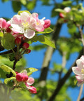 Pink Lady Apple Tree