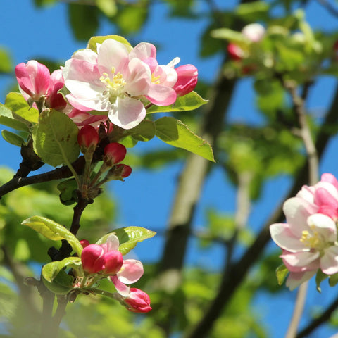 Pink Lady Apple Tree
