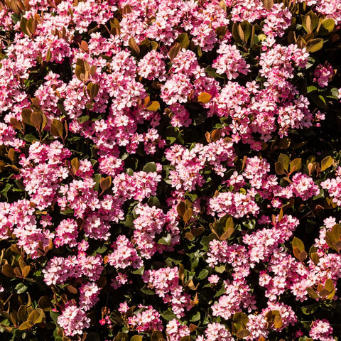 Pink Lady Indian Hawthorn