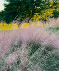 Pink Muhly Grass