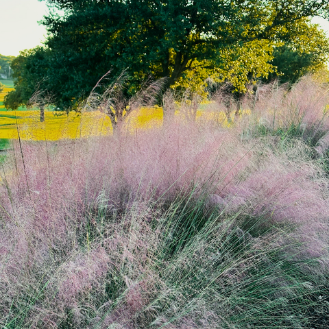 Pink Muhly Grass