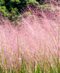 Pink Muhly Grass