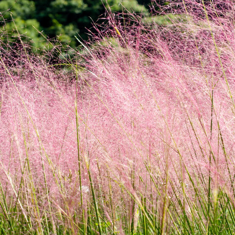 Pink Muhly Grass