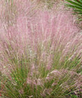 Pink Muhly Grass