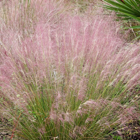 Pink Muhly Grass