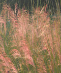 Pink Muhly Grass