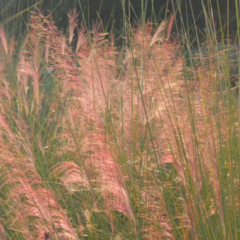 Pink Muhly Grass