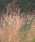 Pink Muhly Grass