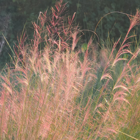 Pink Muhly Grass