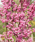 Pink Pom Poms Redbud