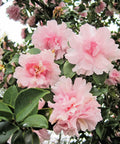 Pink Snow Camellia