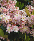 Pinkie Indian Hawthorn Shrub