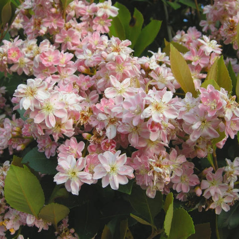 Pinkie Indian Hawthorn Shrub