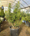 Podocarpus Column