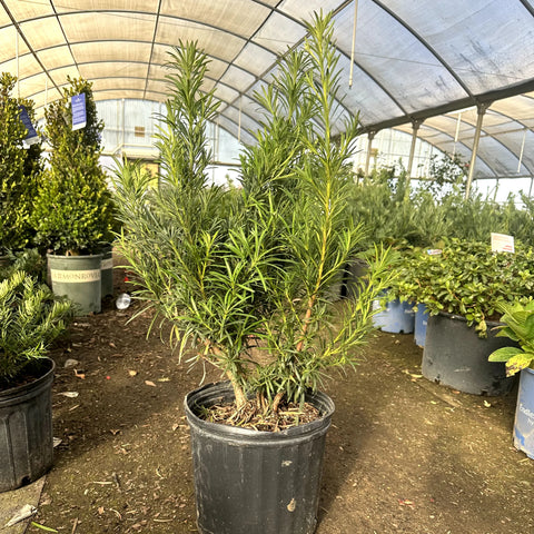 Podocarpus Column