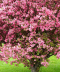 Prairifire Crabapple Tree