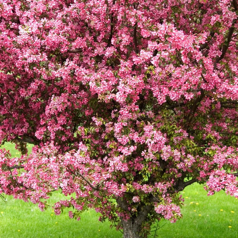 Prairifire Crabapple Tree