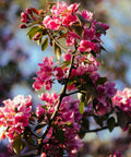 Prairifire Crabapple Tree