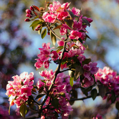 Prairifire Crabapple Tree
