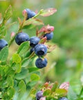 Premier Blueberry Bush