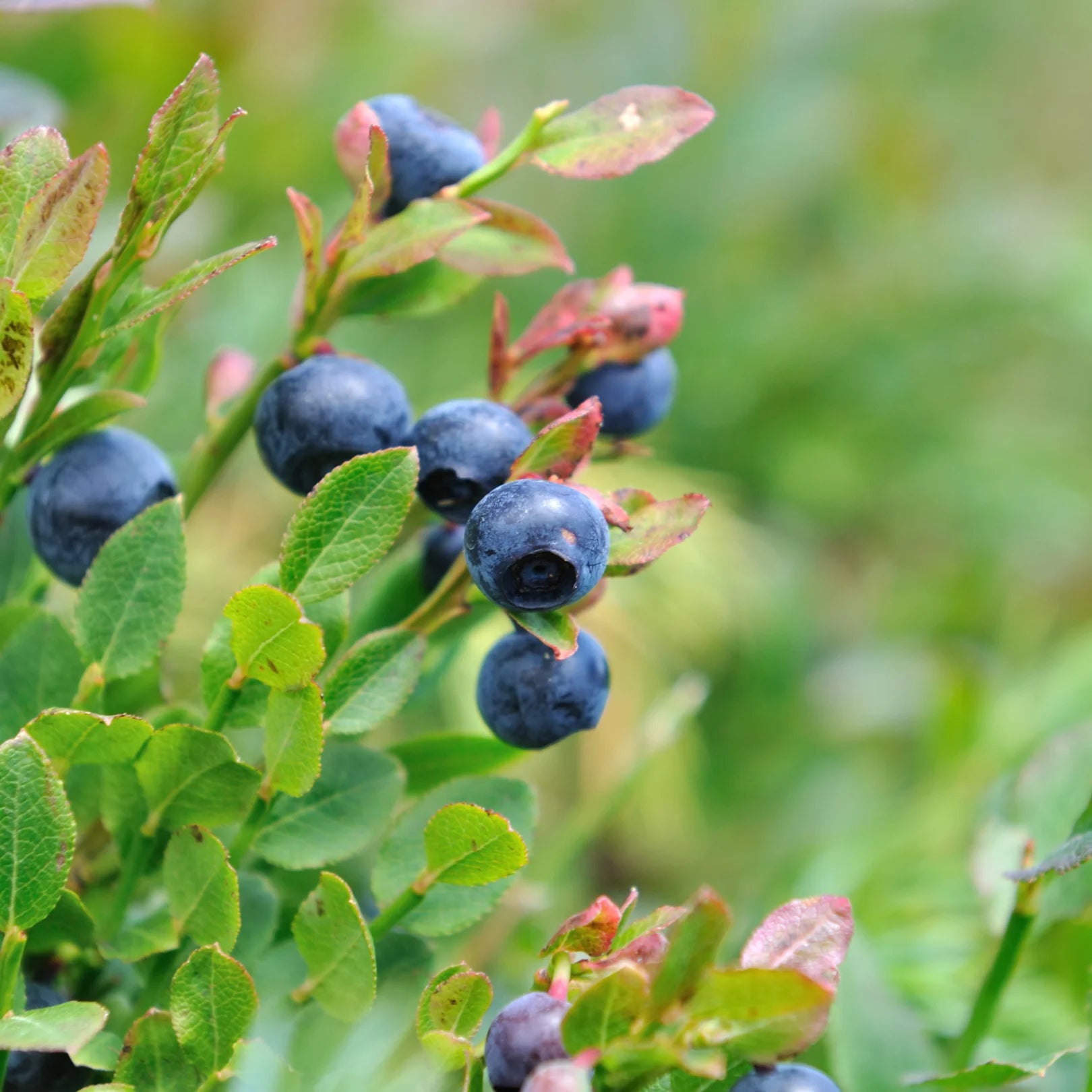 Blueberry Sample Tree Premier Blueberry Bush | Popular Fruit and Citrus Trees – Simply Trees