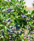 Premier Blueberry Bush