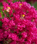 Princess Kylie Crape Myrtle