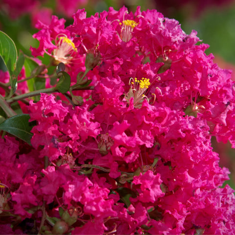 Princess Kylie Crape Myrtle