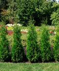 Private Jet Arborvitae