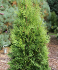 Private Jet Arborvitae