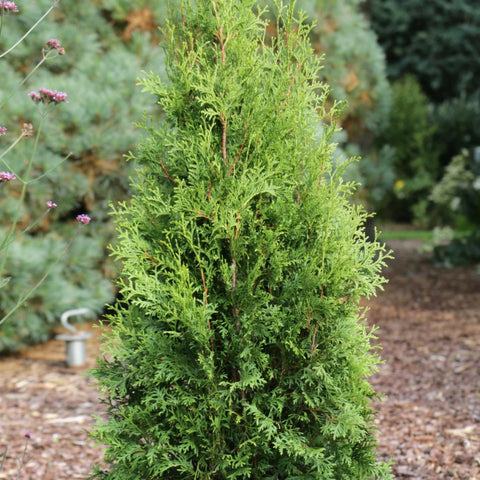 Private Jet Arborvitae