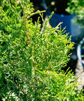 Private Jet Arborvitae