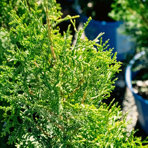 Private Jet Arborvitae