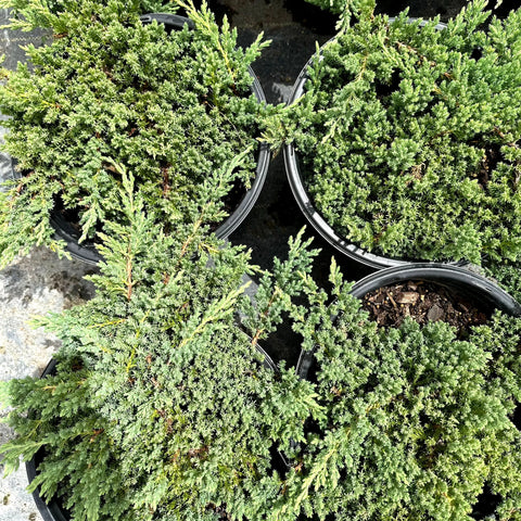 Procumbens Juniper