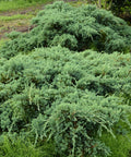 Procumbens Juniper