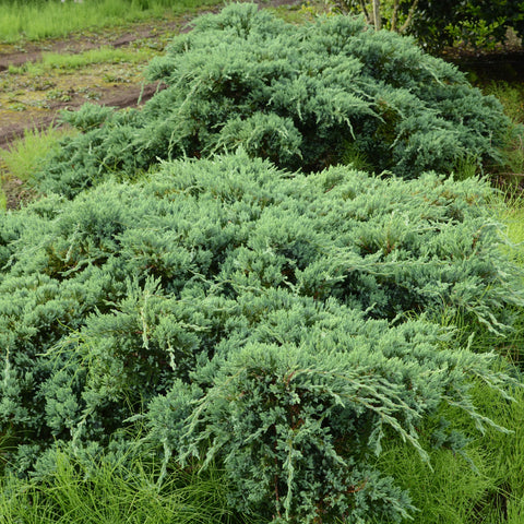 Procumbens Juniper