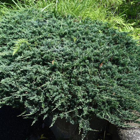 Procumbens Juniper