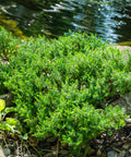 Procumbens Juniper