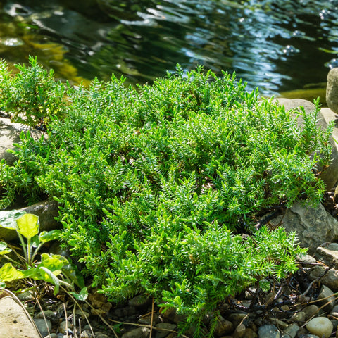 Procumbens Juniper