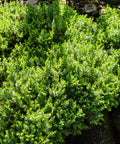 Procumbens Juniper