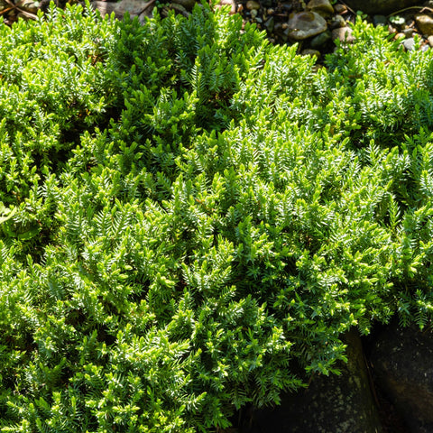 Procumbens Juniper