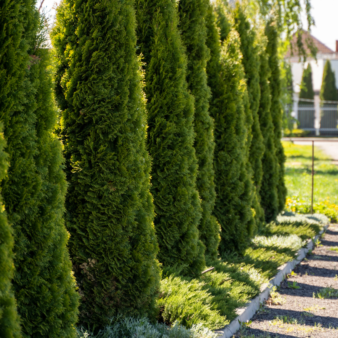 Buy Emerald Green Arborvitae | Fast-Growing Privacy Tree – Simply Trees