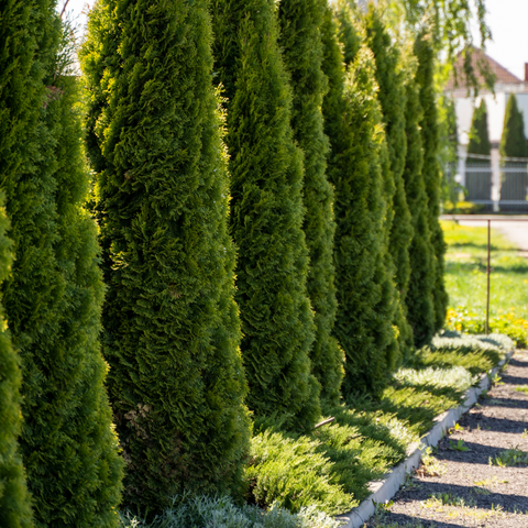 Emerald Green Arborvitae