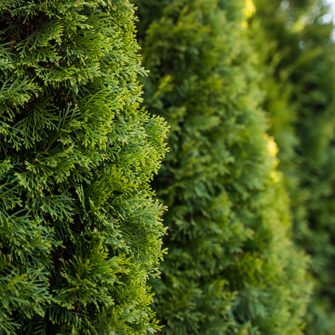 Emerald Green Arborvitae