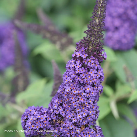 Proven Winners® Pugster Blue® Butterfly Bush