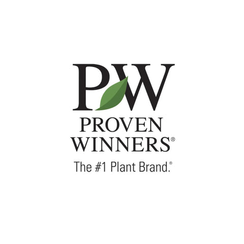 Proven Winners® Pugster Blue® Butterfly Bush