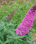 Pugster Pinker® Butterfly Bush